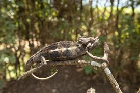 Chamaeleo hoehnelii