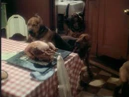 australian shepherd blue heeler