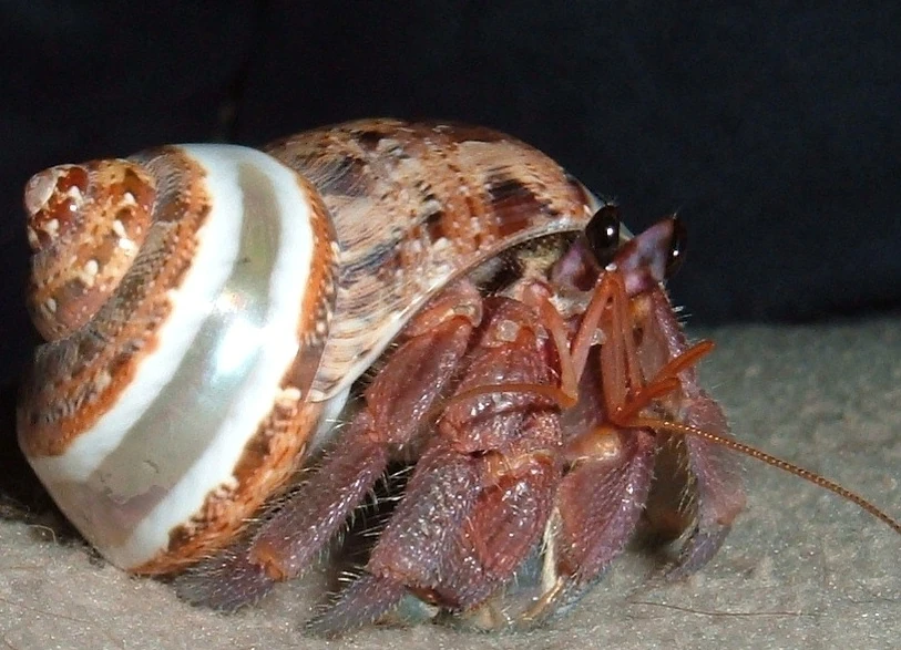 Hermit Crab Animal Crossing New Leaf Wiki FANDOM powered by Wikia