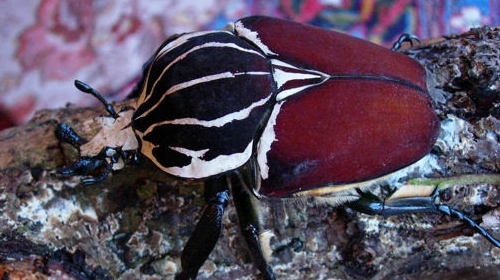 Goliath Beetle | Animal Crossing: New Leaf Wiki | FANDOM ...