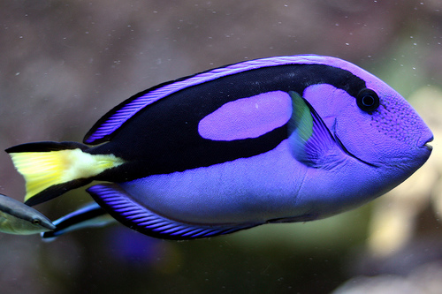 surgeonfish animal crossing new