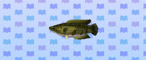 Giant Snakehead | Animal Crossing: New Leaf Wiki | FANDOM powered by Wikia