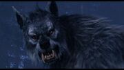 Carter WolfForm2