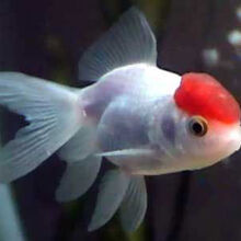 Oranda Wiki Acuariofilia Fandom