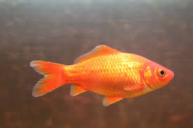 carpin carpin