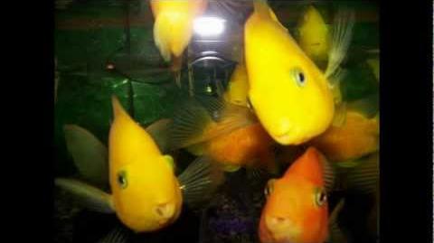 Caracteristicas del pez Ciclido loro, Perico o Parrot Fish