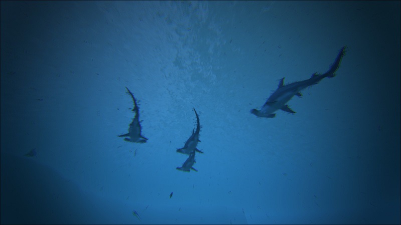 Great Hammerhead Shark | Additional Creatures Wiki | Fandom