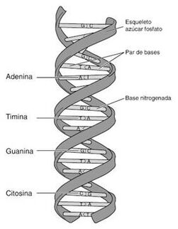 Adn