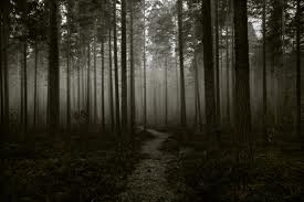 Creepy-forest1