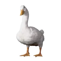 Aflac Duck The Ad Mascot Wiki Fandom