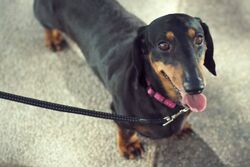 Imagestanleydog