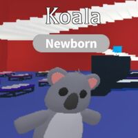 Koala Adopt Me Wiki Fandom