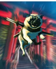 Ninja pug-0