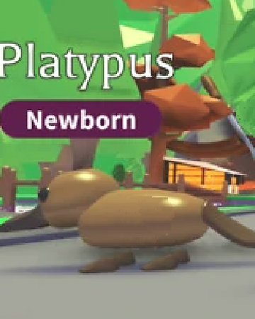 Platypus Adopt Me Wiki Fandom