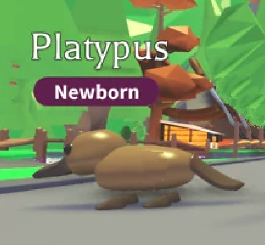 Platypus Adopt Me Wiki Fandom - jungle roblox adopt me pets list