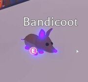 Bandicoot | Adopt Me! Wiki | Fandom