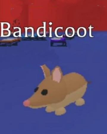 Bandicoot Adopt Me Wiki Fandom - adopt me roblox pet names
