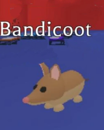 Bandicoot Adopt Me Wiki Fandom - pets roblox adopt me colouring pages