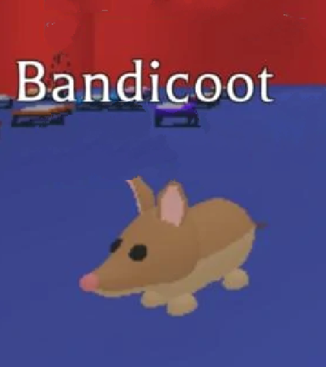 Bandicoot Adopt Me Wiki Fandom - fotos de animales de adopt me roblox