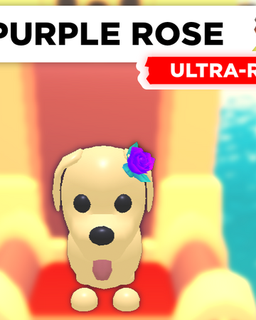 Purple Rose Adopt Me Wiki Fandom