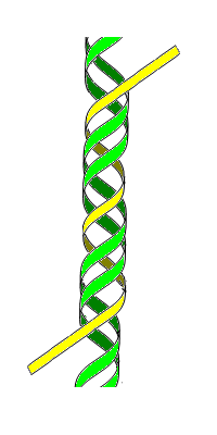 TsDNA