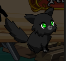 BlackKitten