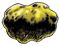 Garl Glittergold