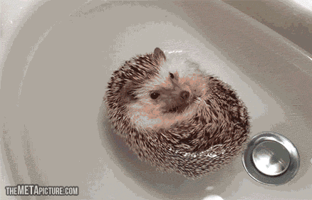 Bathroom Gif image - funny-gif-hedgehogs-float-bathroom.gif | adventure time Bathroom Gif image - funny-gif-hedgehogs-float-bathroom.gif | adventure time