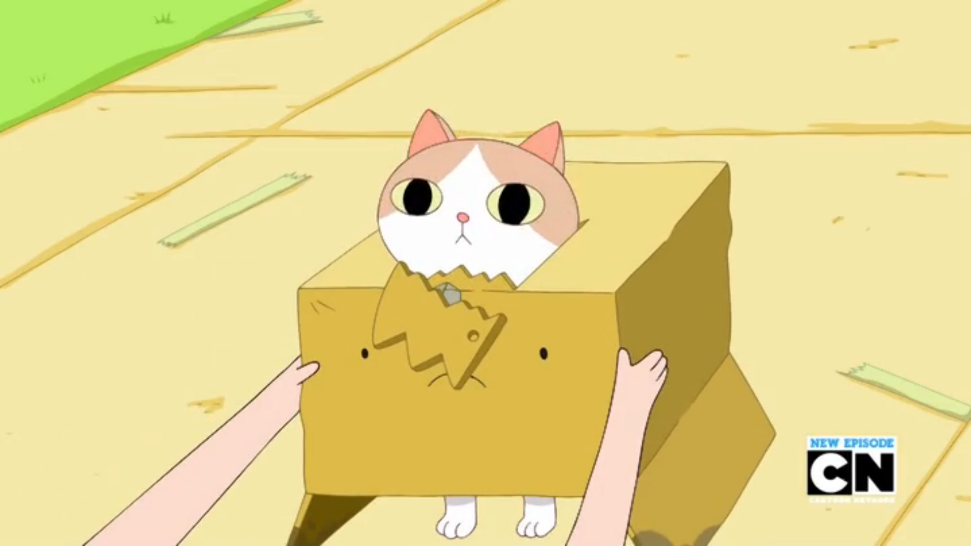 Anime Cat in Box