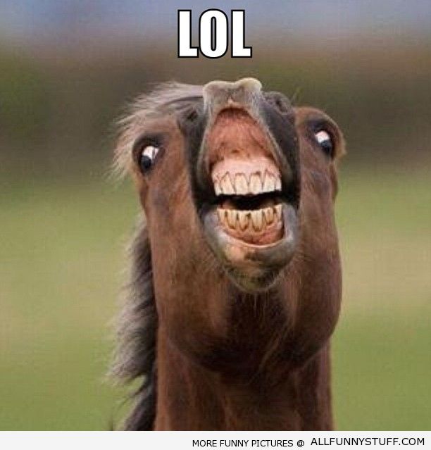 image funny horse jpg adventure time wiki fandom powered by wikia