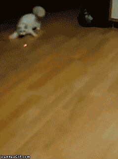 Funny-gif-cat-chasing-laser-point-crazy.gif