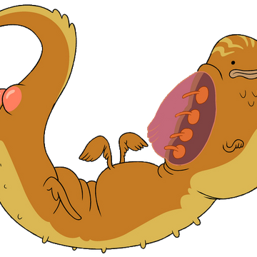 Dragons Adventure Time Wiki Fandom