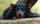 Tasmanian-Devil-006