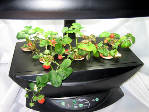 areo garden salad greens straw strawberry aerogarden gardeners wiki fandom powered by wikia areo garden salad greens straw strawberry aerogarden gardeners wiki fandom powered by wikia