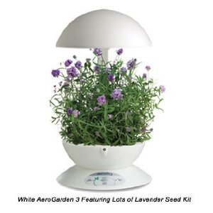 Lavendar 2
