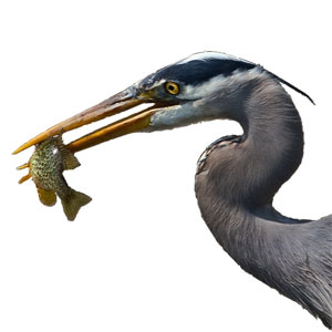 Session02 Heron