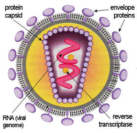 retrovirus definition wikipedia