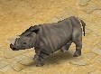 Rhinoceros