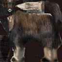 Animal musk ox2