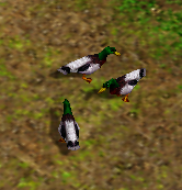 DucksAoM