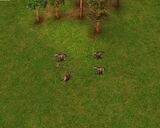 Temperate Wolves