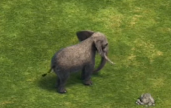 Elephant DE