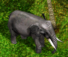IndianElephant