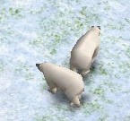 PolarBearAOM