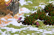 Foragers