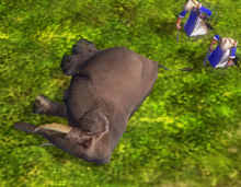 Hunted elephant