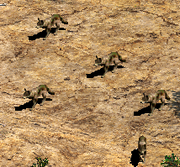 AoE2 wolf