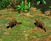 AOE2Tigers
