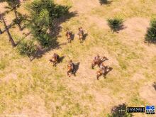 Camels