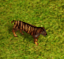 TigerAoM